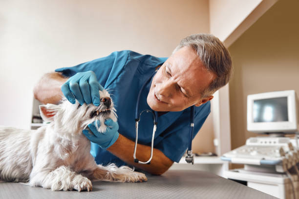 Best After-Hours Dental Care in Lincoln, MT